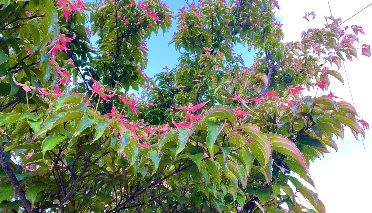 ガーデニング🏵️ヒデ 🏡花と樹木が大好き🪴庭を楽しく🏘️🌳 tweet media