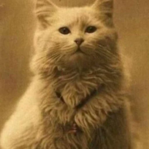 MetaRynx tweet media