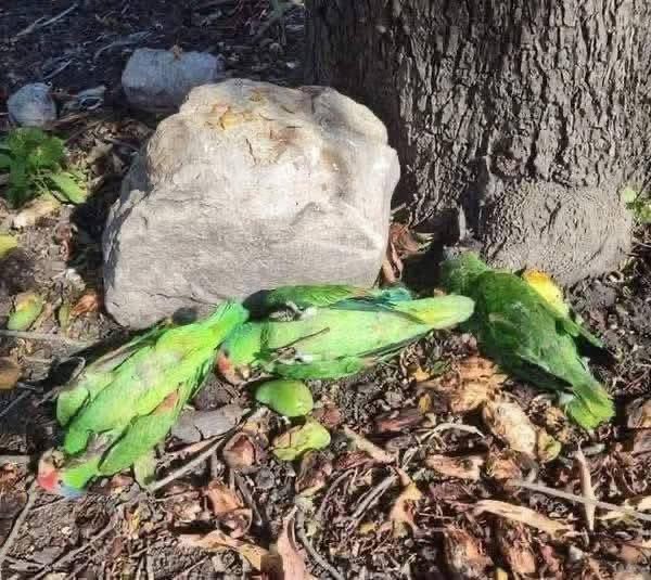 🚨🌡️🐦 AVES CAEN POR CALOR EXTREMO EN GUATEMALA

⚠️ En el departamento de Izabal se reportan temperaturas de hasta 41°C, provocando que aves colapsen por deshidratación.

📍 En Guatemala.

🌿 Testigos han documentado cotorros cayendo desde árboles, afectados por el golpe de