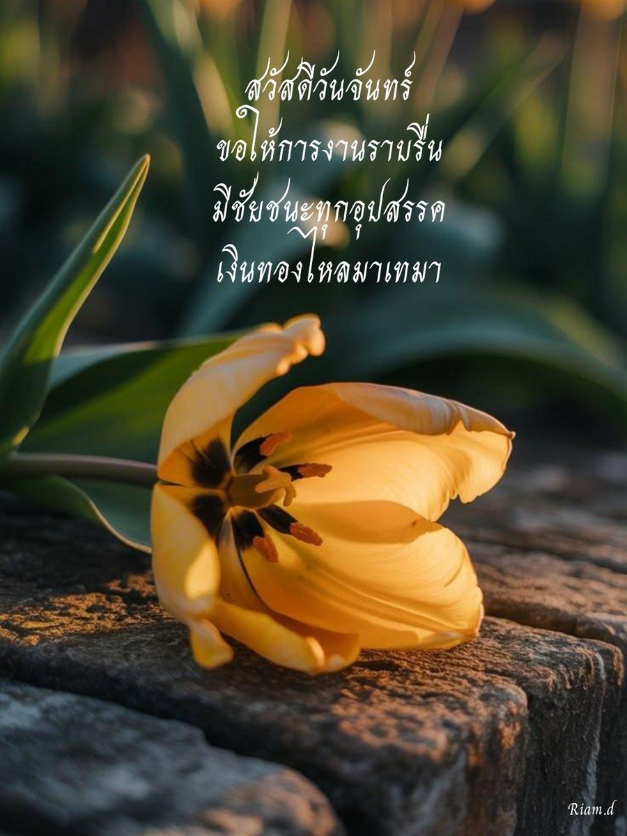 ละม่อม tweet media