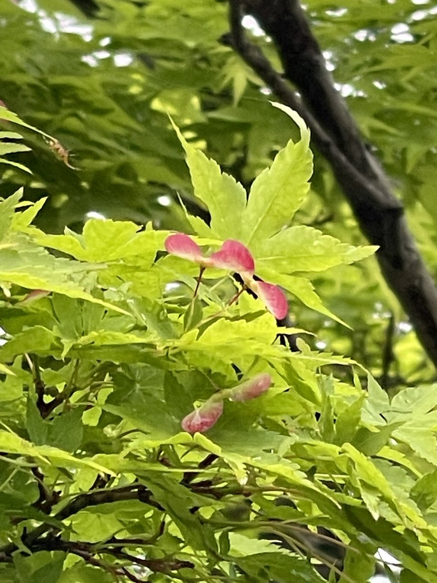 今日も

おはようさん(^O^)／

奈良！

今朝も気持ちいいですよ〜

雨上がりでしっとりしてますね〜

そして、もみじのハートの季節になりましたね♪