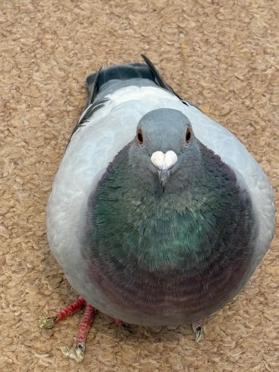 Friendly Pigeon tweet media