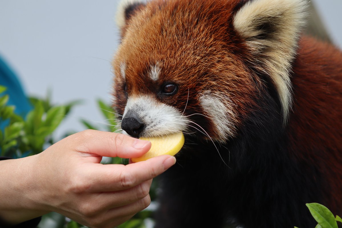2026.4.19撮影。ライト君のリンゴタイム②
＃鯖江市西山動物園
＃レッサーパンダ
＃ライト