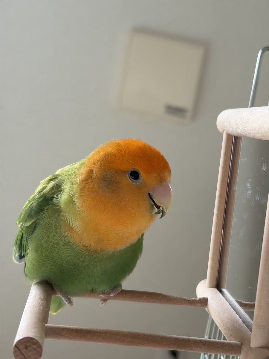 まりち| ᐕ)🌱⋆｡ tweet media