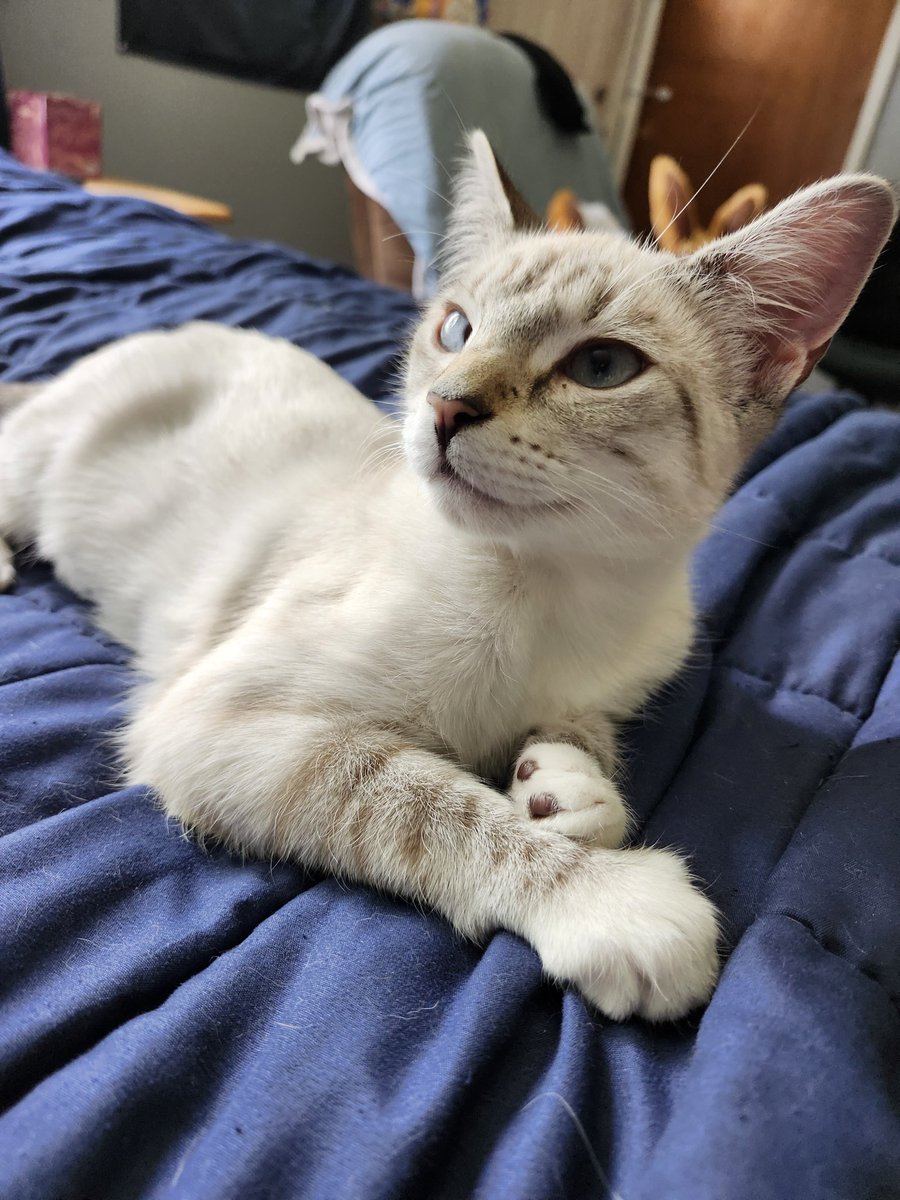 TheNerdyCatLady's tweet image. I'm not ready to leave her to go back to work full time, look at her, she's just a baby. #CatsOfTwitter