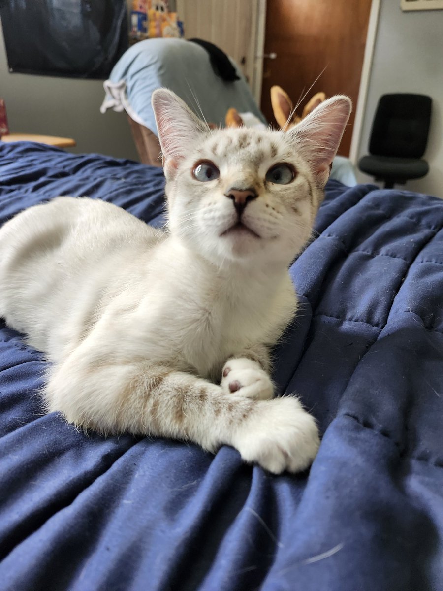 TheNerdyCatLady's tweet image. I'm not ready to leave her to go back to work full time, look at her, she's just a baby. #CatsOfTwitter