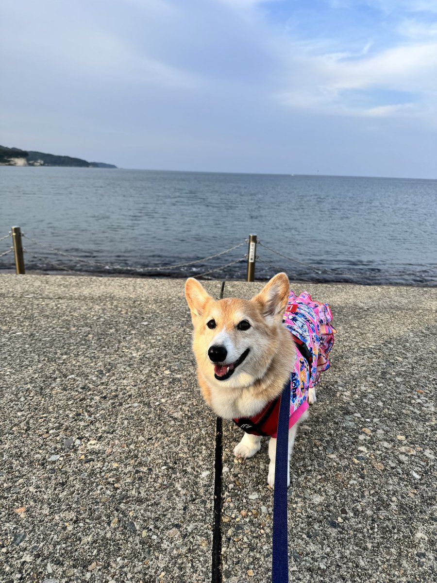 ばんこ tweet media