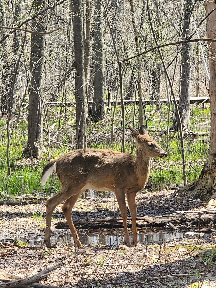 qohearts451's tweet image. When the animals just greet you like the disney princess that you are. 
#NatureIsAwesome #wildlife #virgo things
