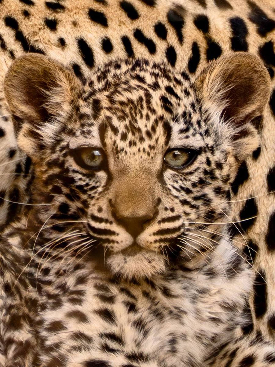 KellyHarpe2468's tweet image. 🇸🇦

The Arabian leopard's journey continues, from AlUla to the world, reflecting Saudi Arabia's commitment to biodiversity conservation.