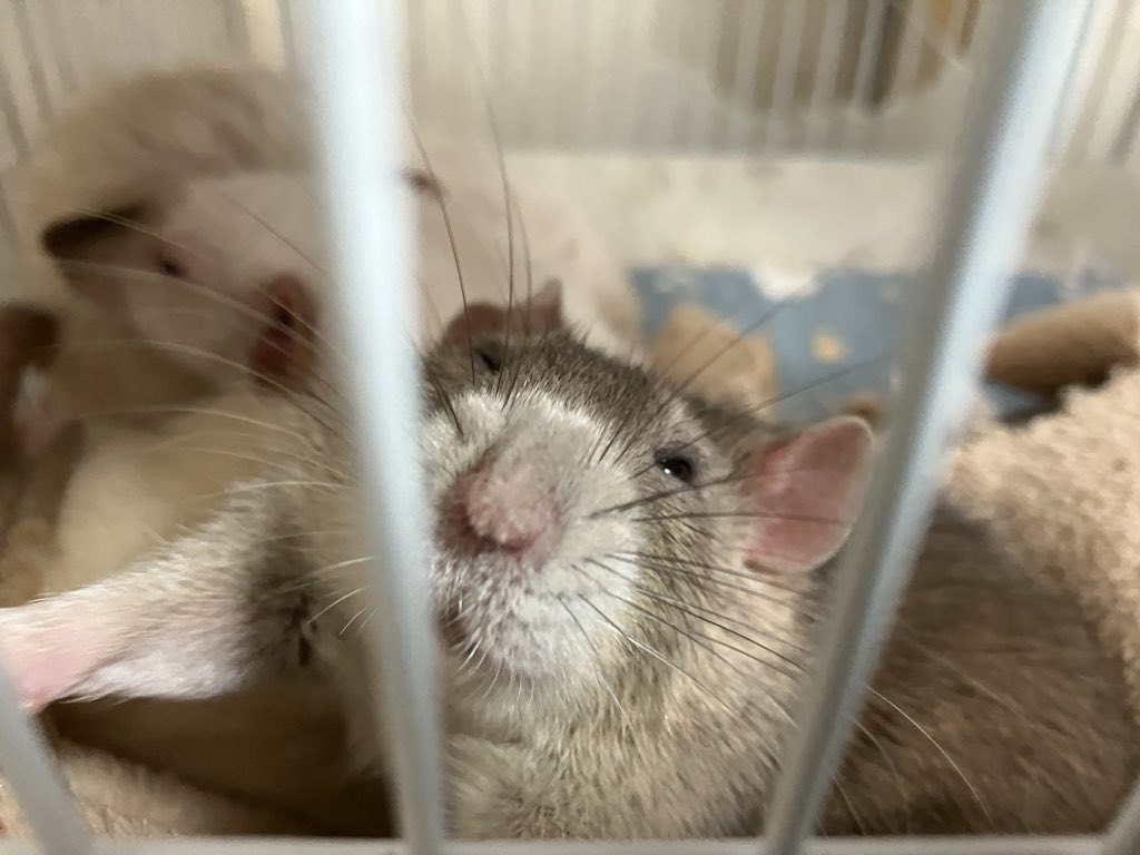 ラットのおうちran run Rat 横浜中華街 tweet media