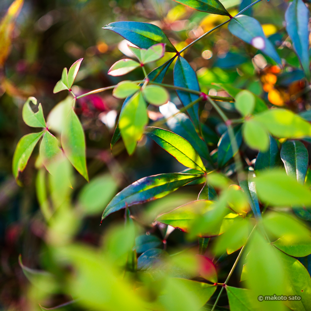 makotosatojp's tweet image. 変わり目
#photo #photography #ファインダー越しの私の世界 #写真好きな人と繋がりたい #南天