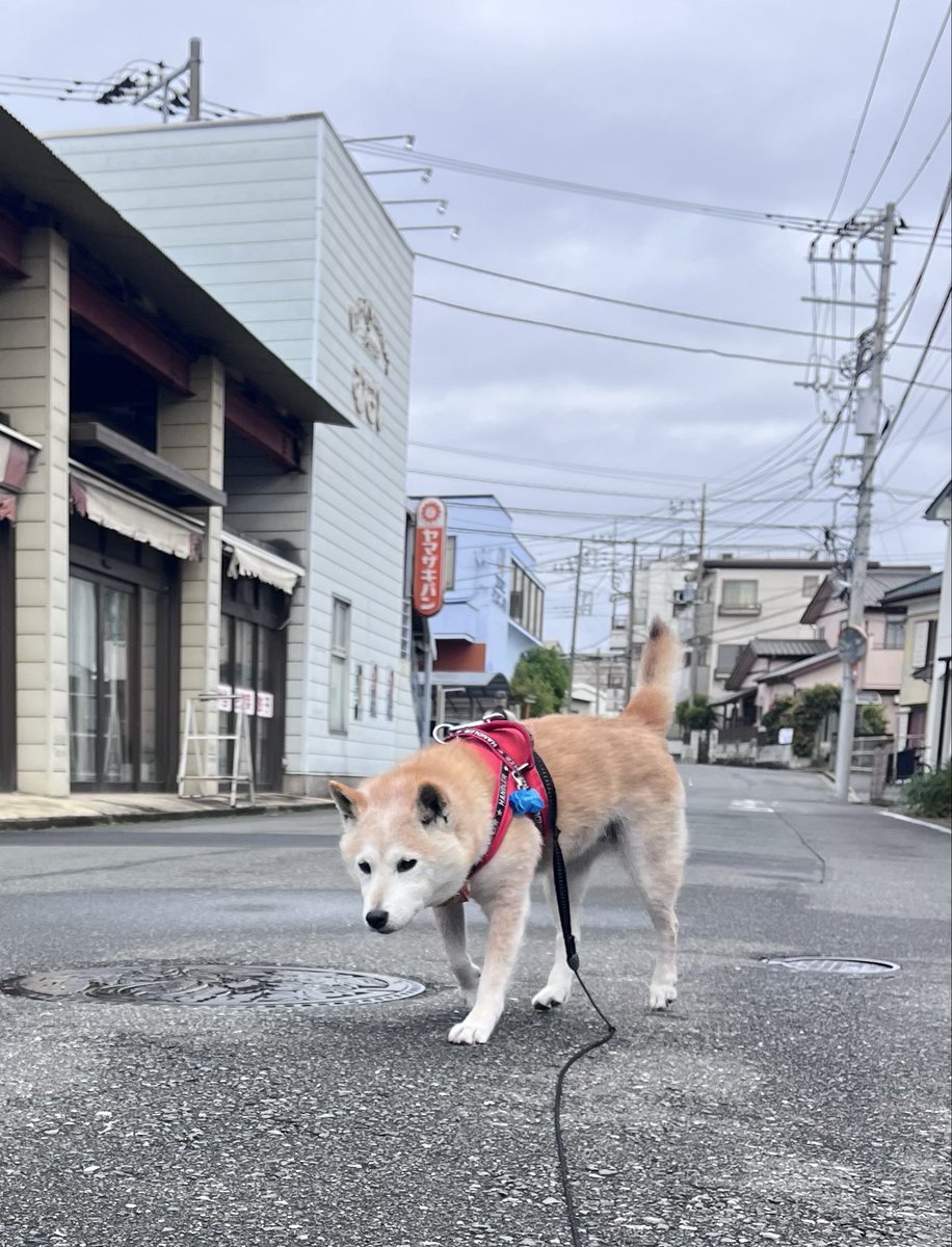 SRSフィッシングギア tweet media
