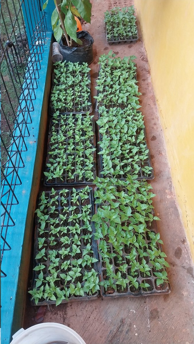 Atilu Nursery tweet media