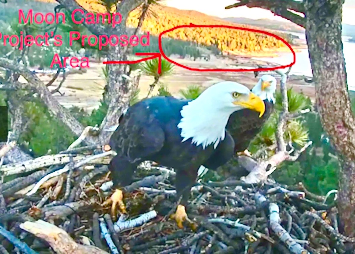 Frognd4bees's tweet photo. @Rainmaker1973 This could be the last season of chicks, or Jackie and Shadow, on the nest if the MoonCamp luxury home development isn’t stoped! 

https://t.co/AdxA9A3nQu
Donate today! https://t.co/hAT0u6UsO8
