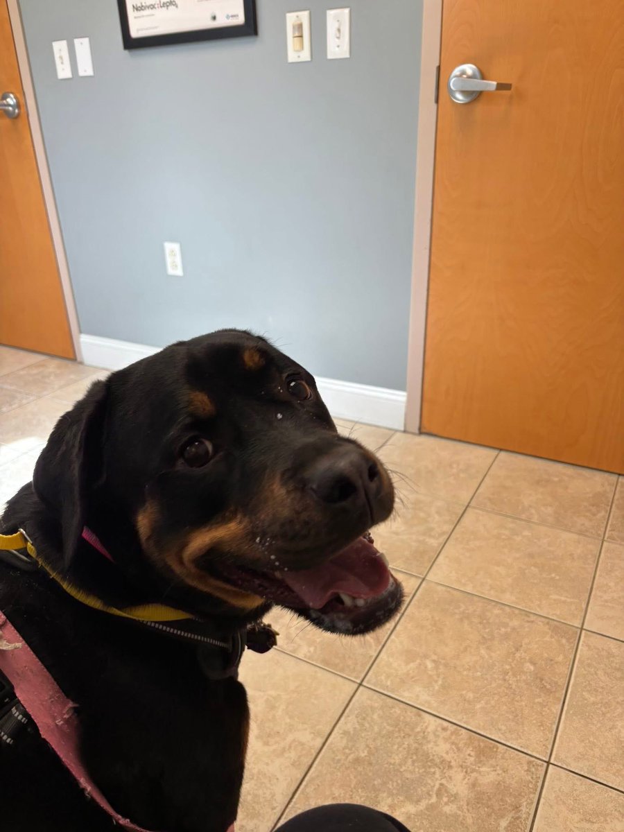 NightBuckets's tweet photo. @nephyrus a little late to the party but my babygirl rosie, she just turned 2 years old april 20th!! this was her at the vet 🫶🫶 https://t.co/2y2ZQTplTJ