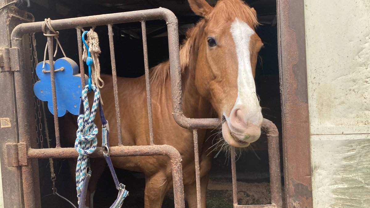 エクレール（競走馬名カガヤキハリマオー） tweet media