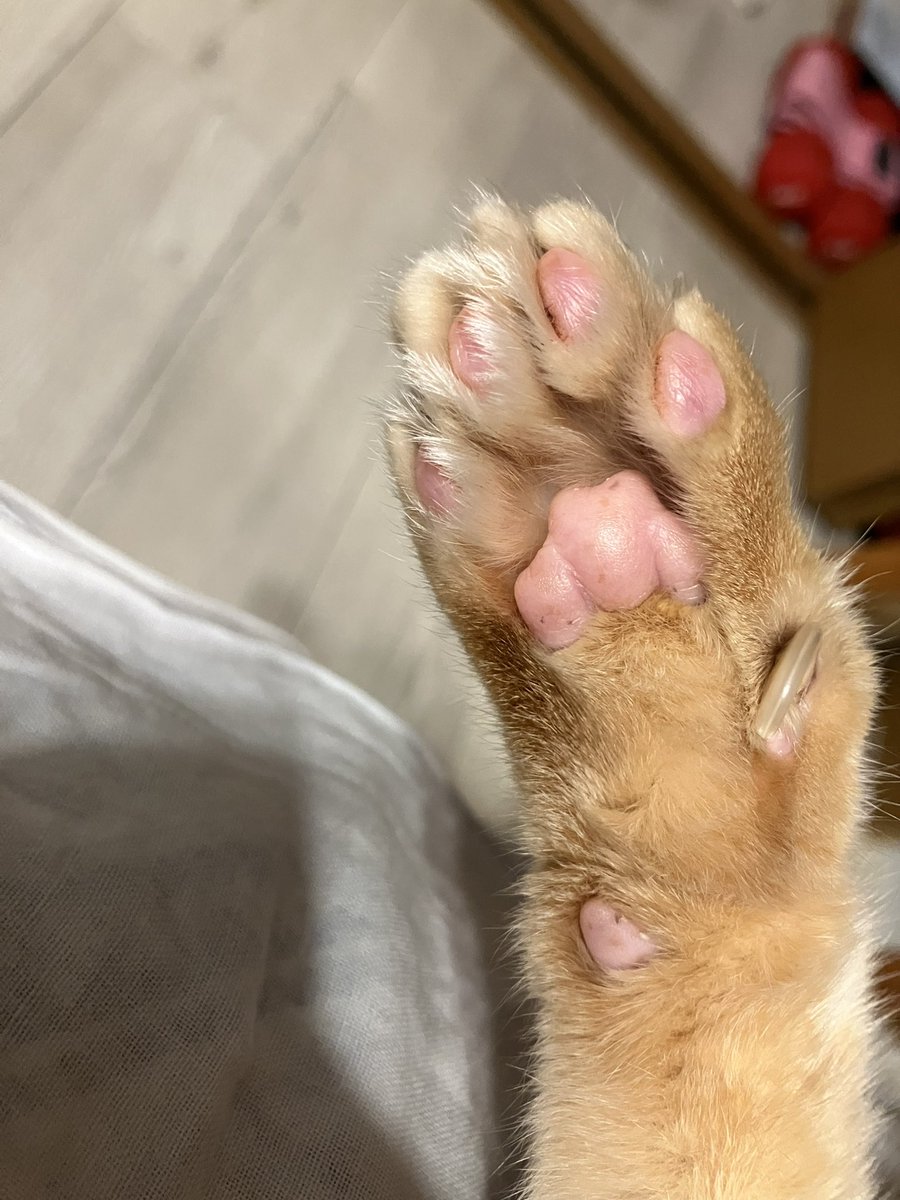 くんかくんか👃