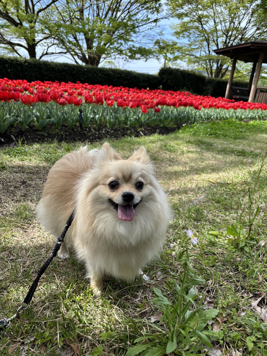 ほぼポメラニアンのおこげ tweet media