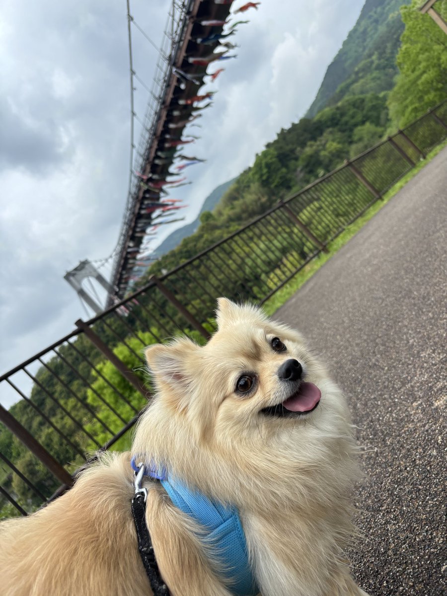 ほぼポメラニアンのおこげ tweet media