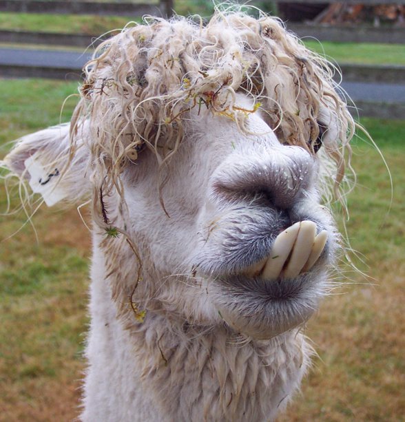 llama tweet media