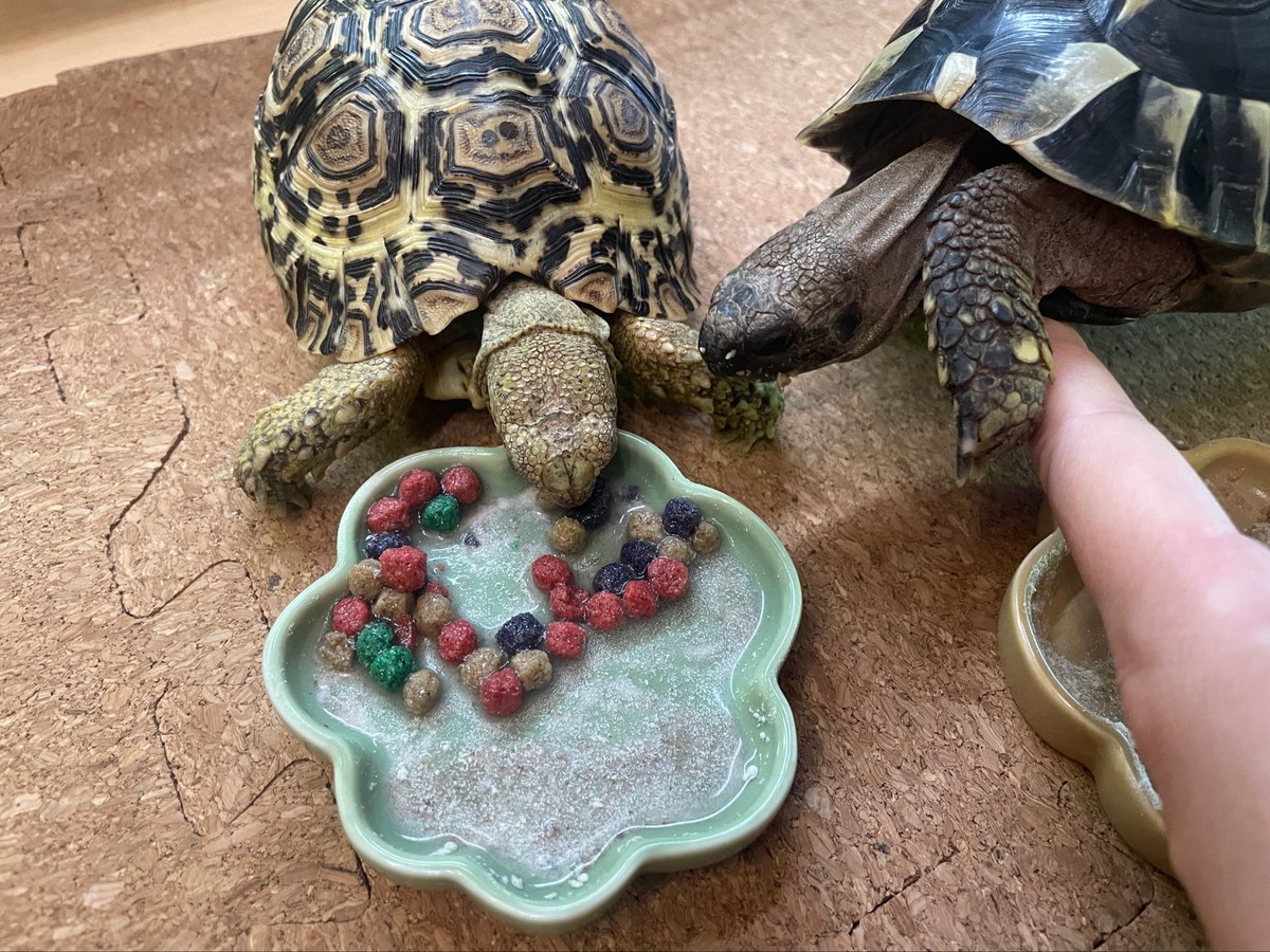 ぴよわんこ🐢リクガメズ tweet media