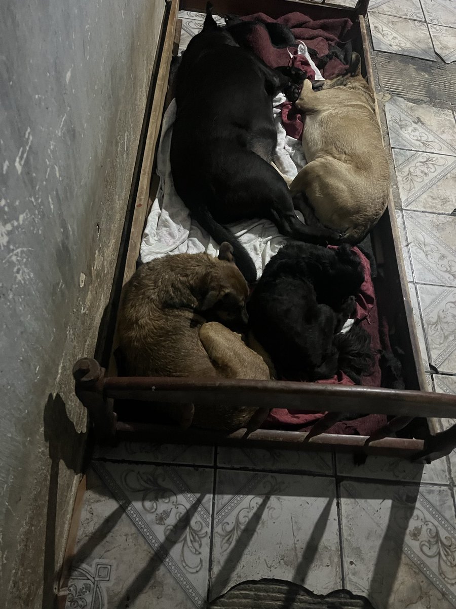 🏠Lar Dos Au-Au🐾🐶90 Cãezinhos tweet media