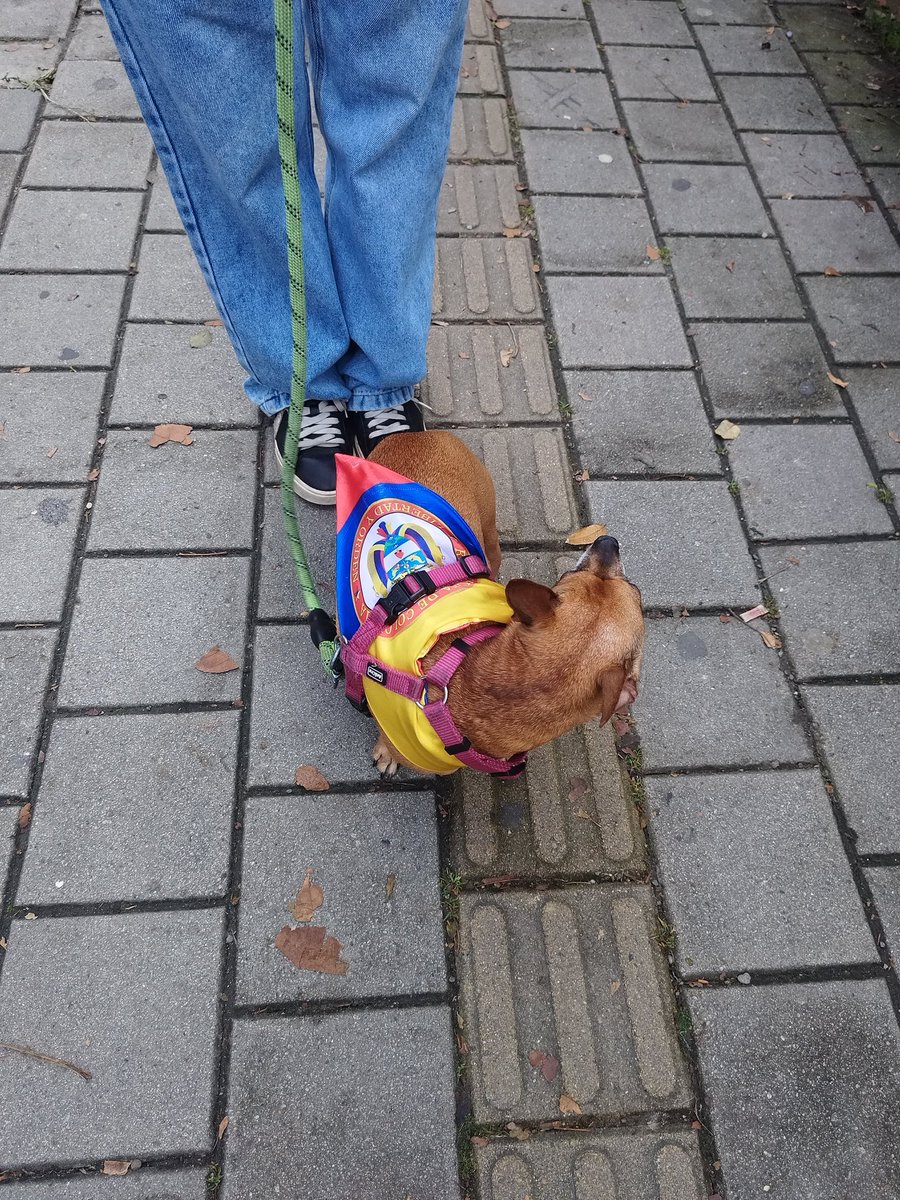🪀️Mientras otros solo hablan, Abelardo de la Espriella actúa: ha colaborado y donado a fundaciones por años. Hoy mismo logramos la adopción de 7 perritos rescatados de las inundaciones en Córdoba y traídos hasta Bogotá. 😍🐶❤️