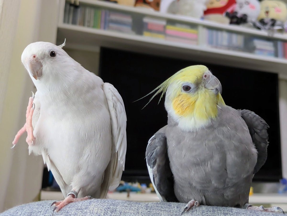 とりちゃん tweet media