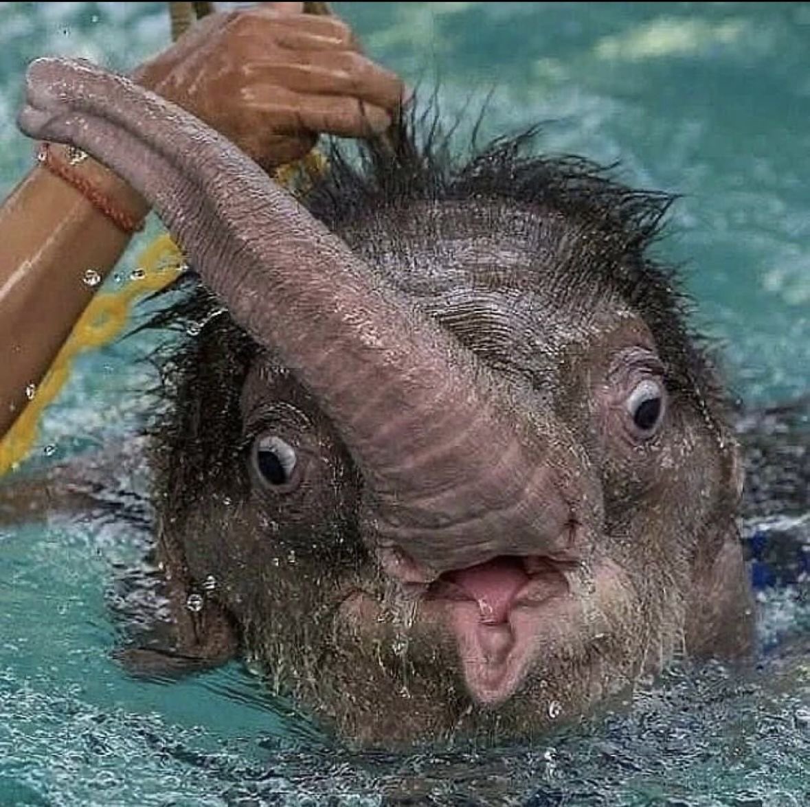 elephant tweet media