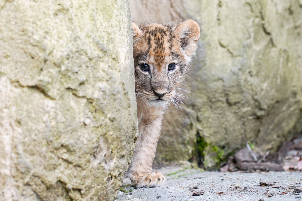 fuji_safari1980's tweet photo. ひょっこりっと登場する #ライオンの赤ちゃん 🧐

動物たちの1日のスタートは、展示場に出ることから始まります！ https://t.co/gCU0HnCVU1