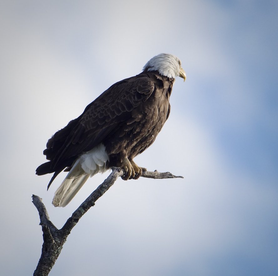 RoppityPhotos's tweet image. What’s your preference?  #Color #BlackAndWhite #PhotographyIsArt #BaldEagle #Eagles #Wildlife #WildlifePhotography #Birds #BirdPhotography