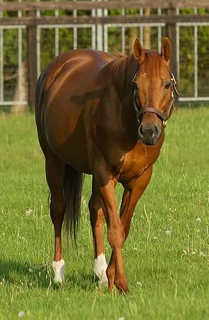 Orfevre, Rey Dorado tweet media