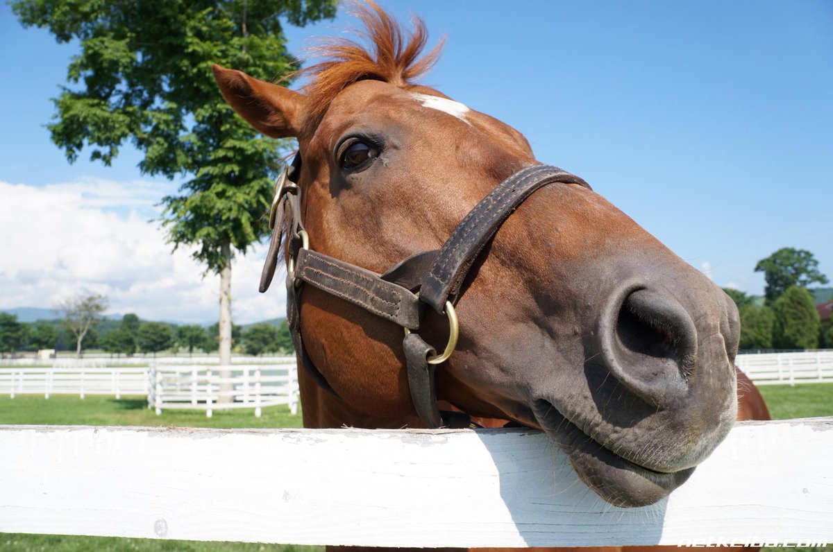 Orfevre, Rey Dorado tweet media