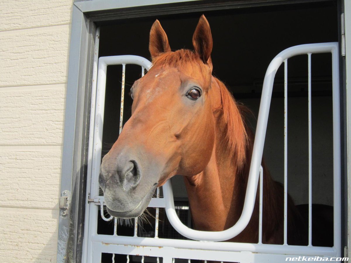 Orfevre, Rey Dorado tweet media