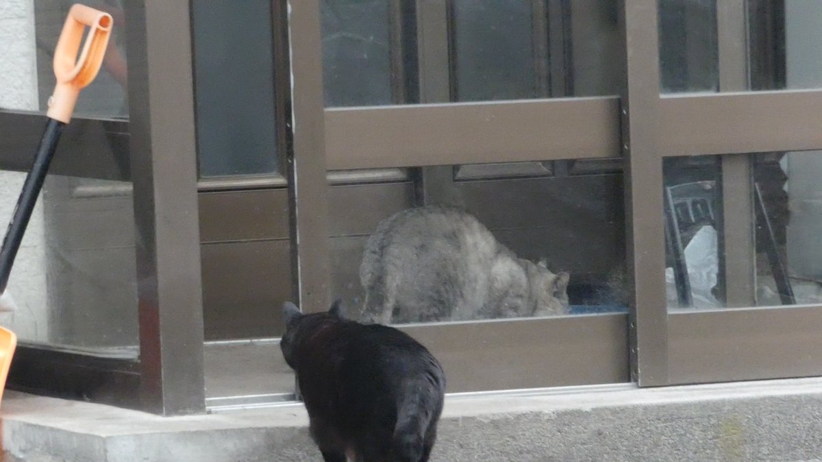 まびん＆ノワールとその仲間たち🐈‍⬛🕊 tweet media
