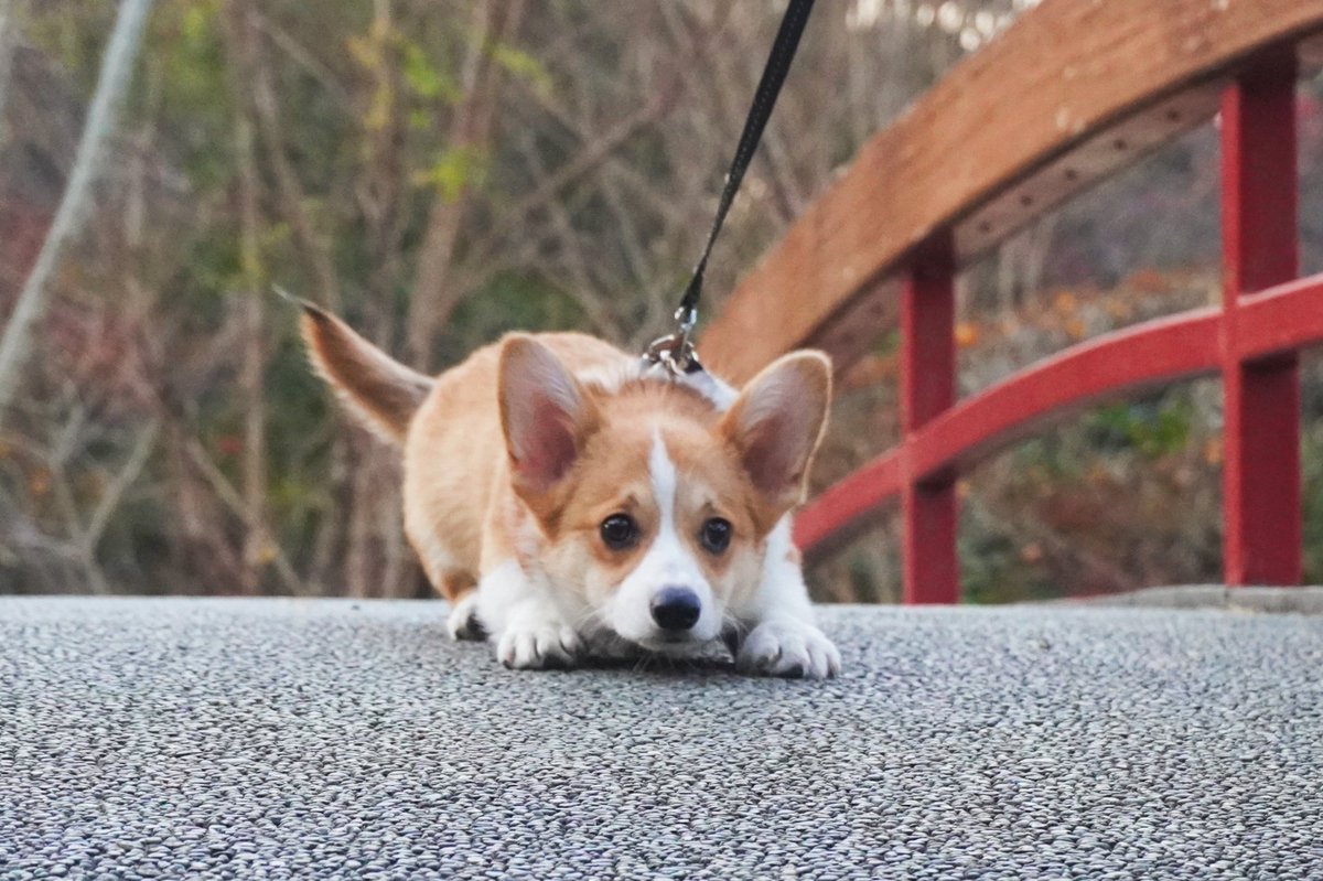 ちまっとコーギー/corgi creator tweet media