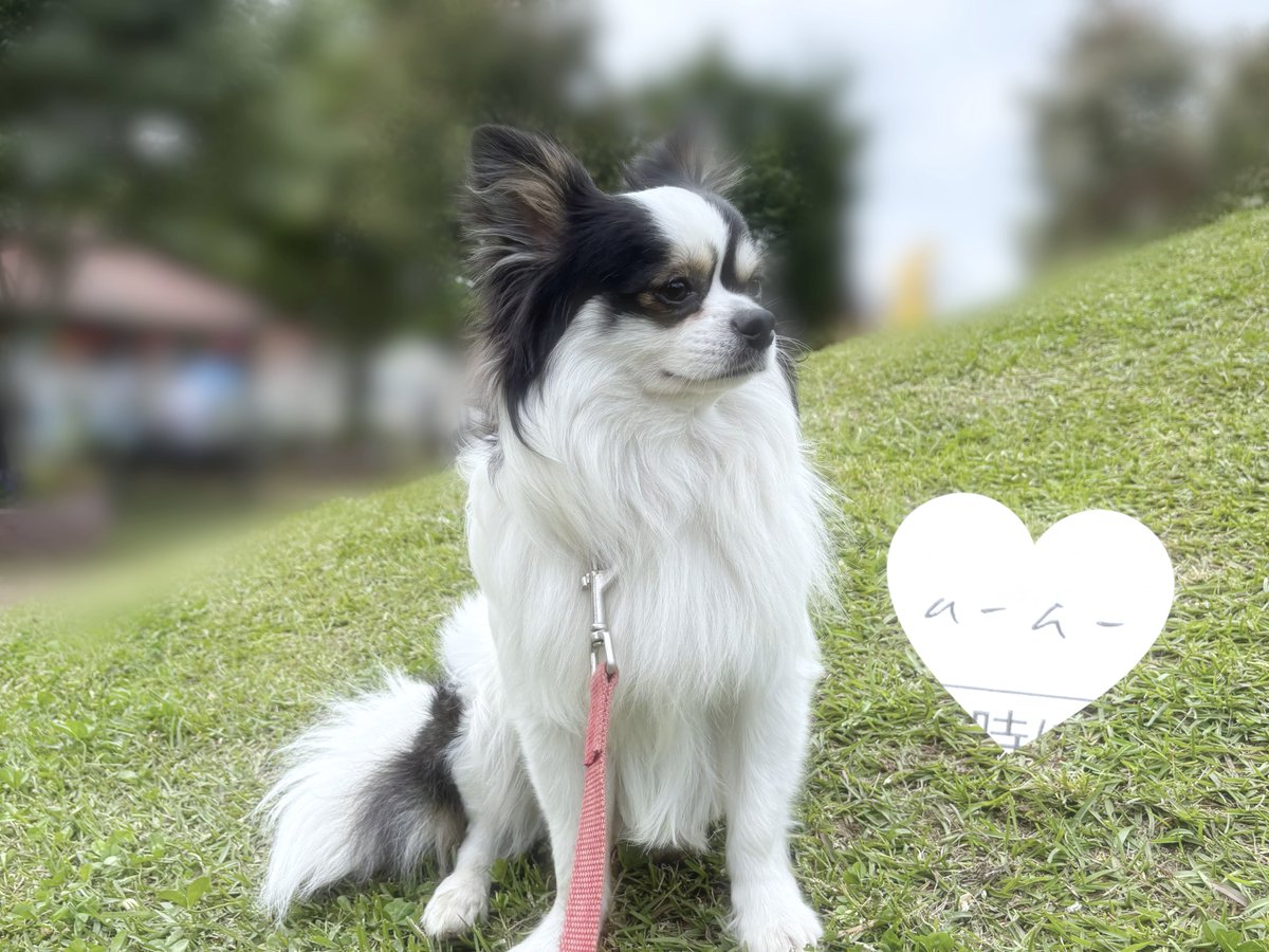 むちゃん♡ tweet media