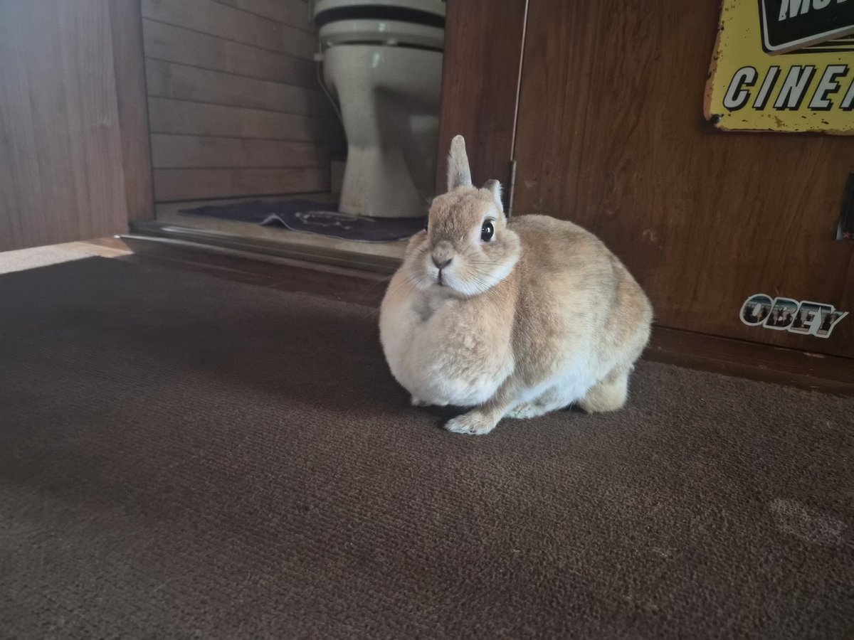 ゴンちゃん ゴンちゃん