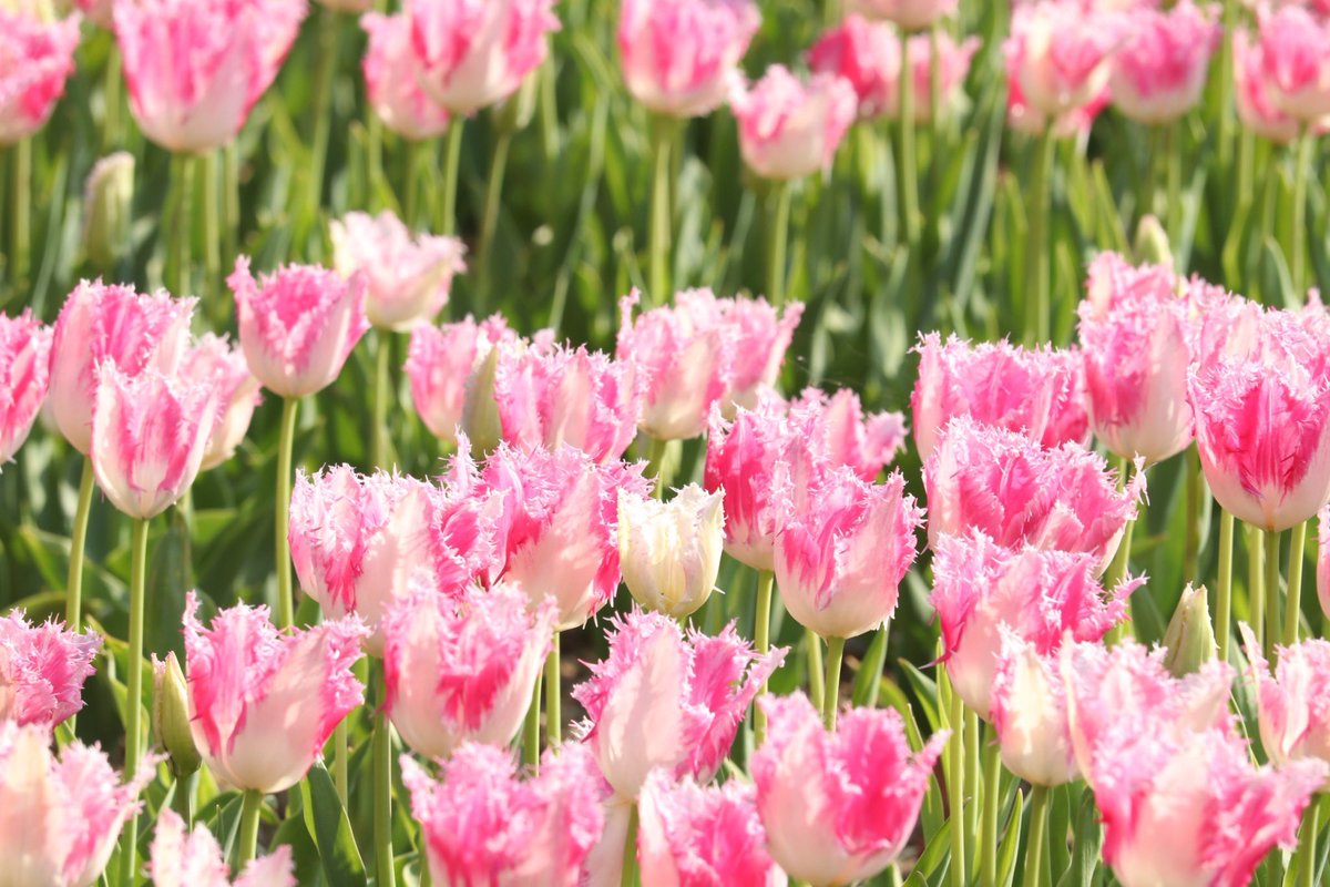 HalPy04's tweet photo. 𝙶𝚘𝚘𝚍 𝚖𝚘𝚛𝚗𝚒𝚗𝚐 🌷🌷🌷 #tulip #チューリップ

#ファインダー越しの私の世界 #キリトリセカイ #photography #HalPhot https://t.co/hxe6IEFRnO
