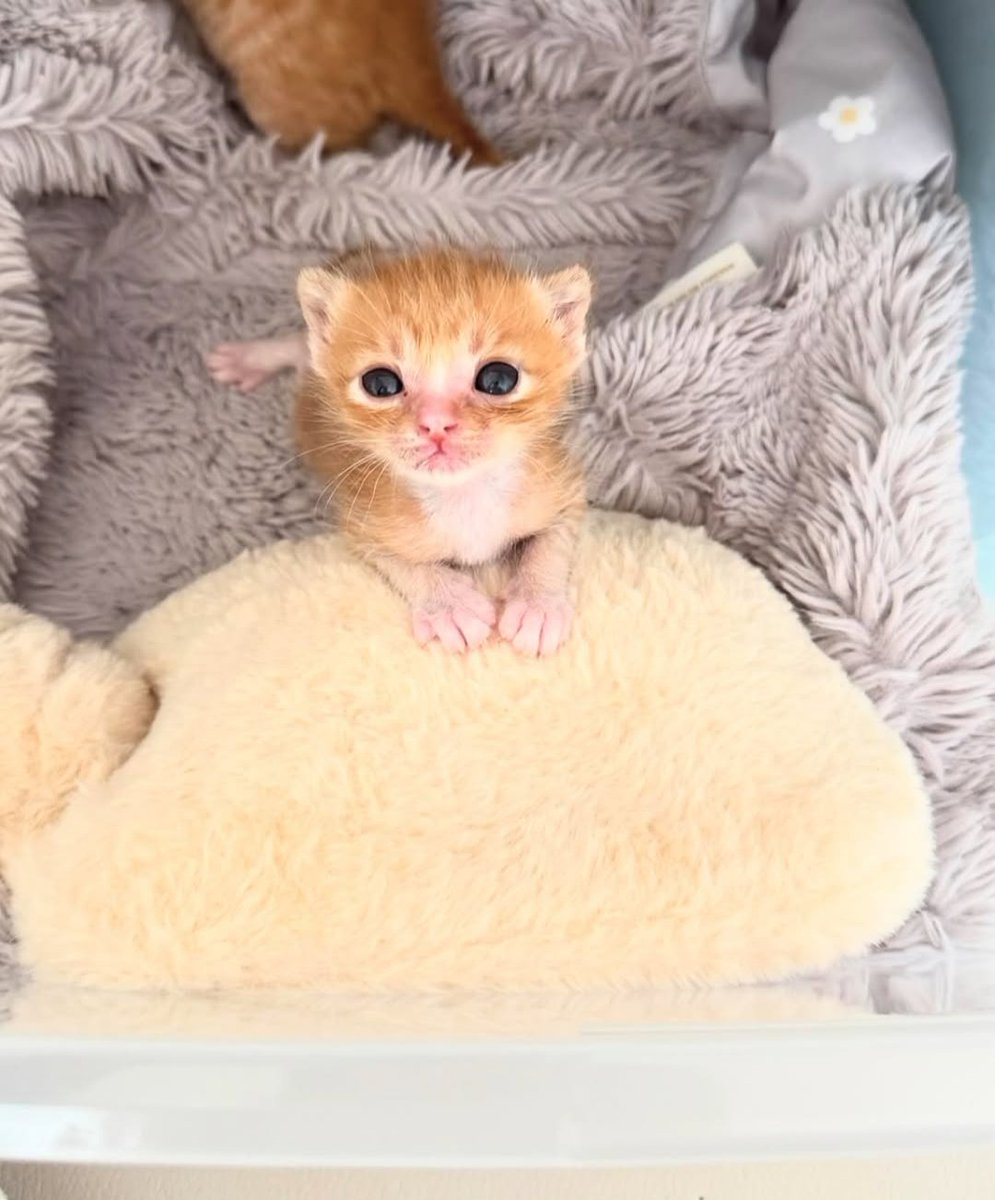 What breed is he? Just a little boy 🐱