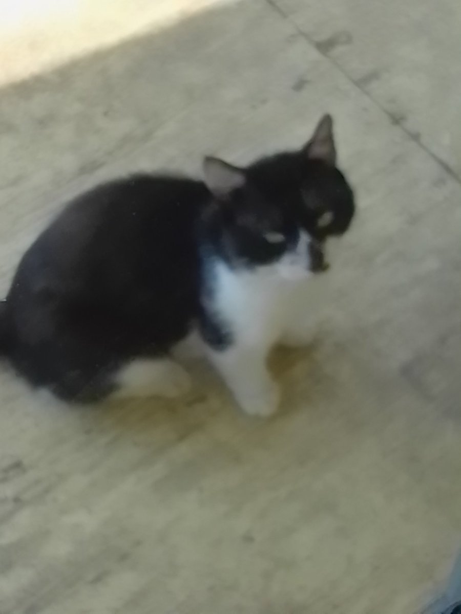 n30p0lit4npuppy's tweet image. Beautiful little stray outside that we feed 🥹✌️
.
.
#kitty #KKIITTTYYYY
