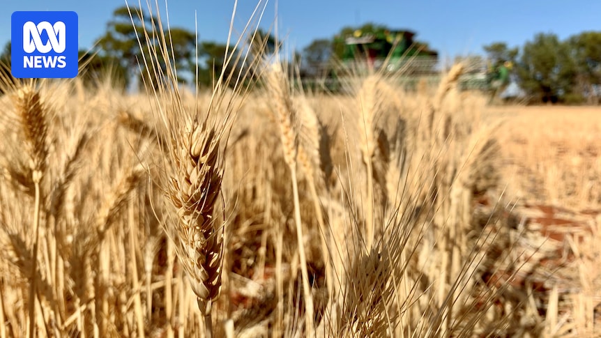 HumanisingMen's tweet image. 'Perfect storm': Global conflict brings surge of interest in agriculture abc.net.au/news/2026-05-0… #Agriculture #rural #regionalWA