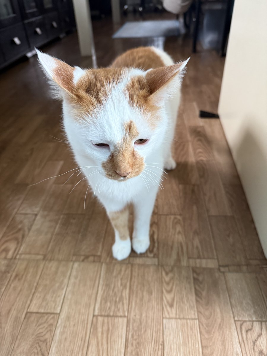 きなこもちおと猫家族ズ tweet media