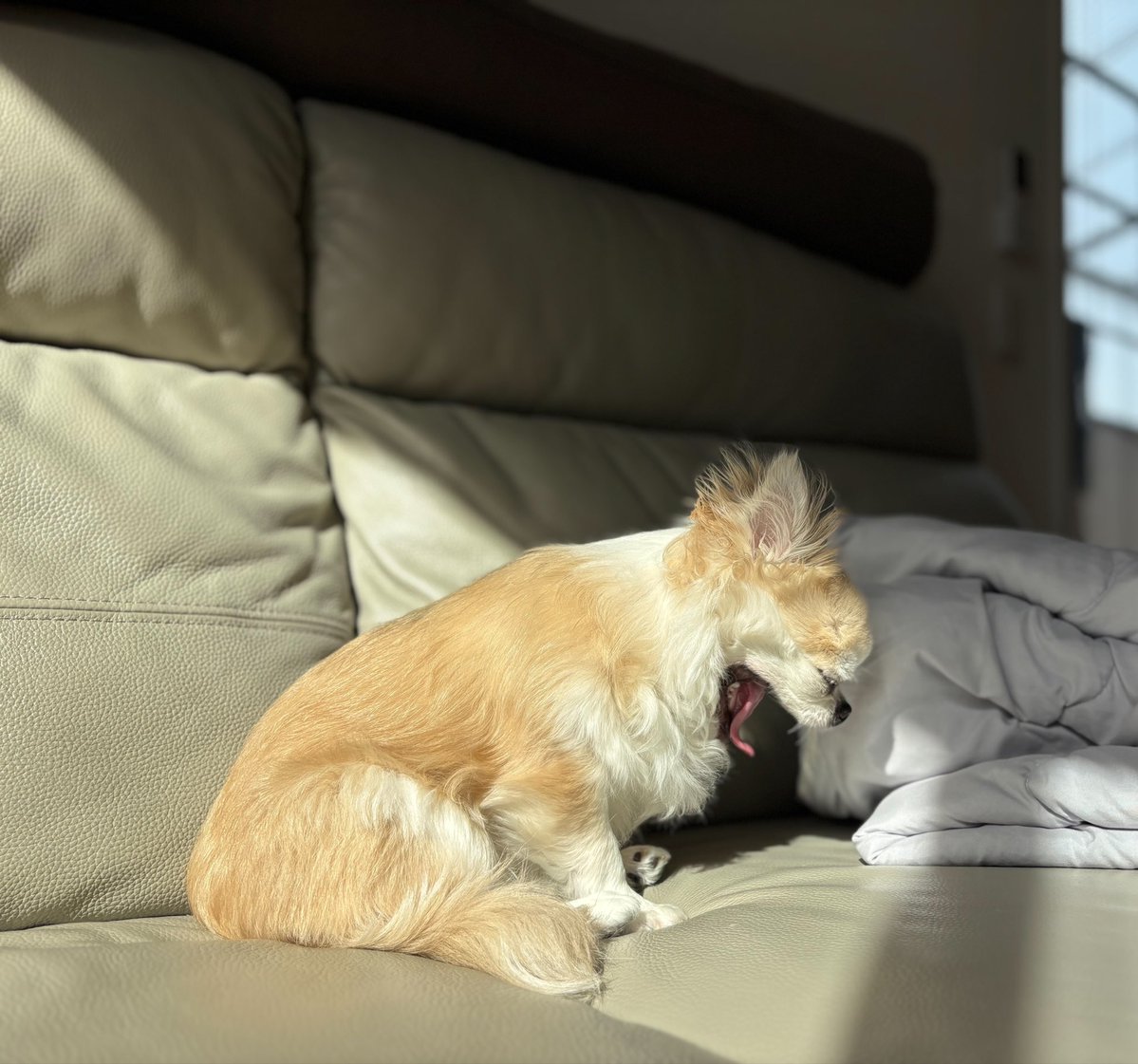 うめ(犬)親管理 tweet media