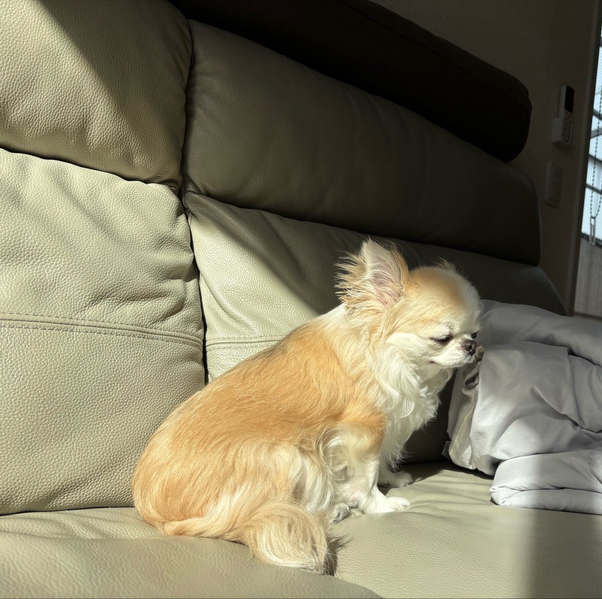 うめ(犬)親管理 tweet media