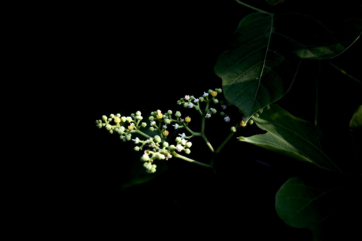 ino_0121's tweet image. #自然
#photo
#nature
#自然が好き
#photography
#キリトリセカイ
#写真の奏でる私の世界
#写真好きと繋がりたい
#写真好きな人と繋がりたい
#ファインダー越しの私の世界
#写真撮ってる人と繋がりたい
#カメラ好きな人と繋がりたい
#ファインダーは私のキャンバス