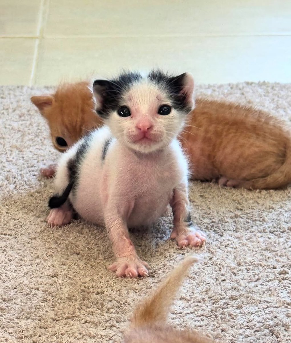 Daily Cat Posts tweet media