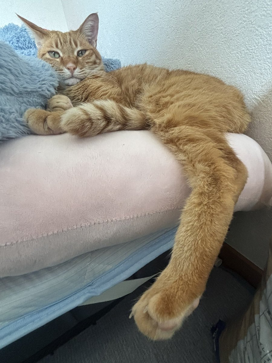 chachaten_22's tweet image. 同じ朝でもこうなる
足伸ばす派 vs ぬくぬく派

#猫のいる暮らし #CatLife