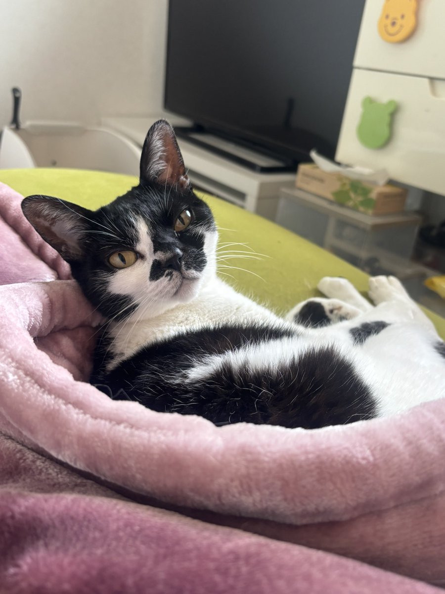 chachaten_22's tweet image. 同じ朝でもこうなる
足伸ばす派 vs ぬくぬく派

#猫のいる暮らし #CatLife