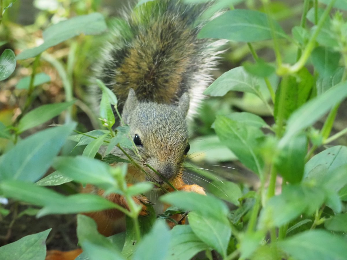 maki🐿 tweet media